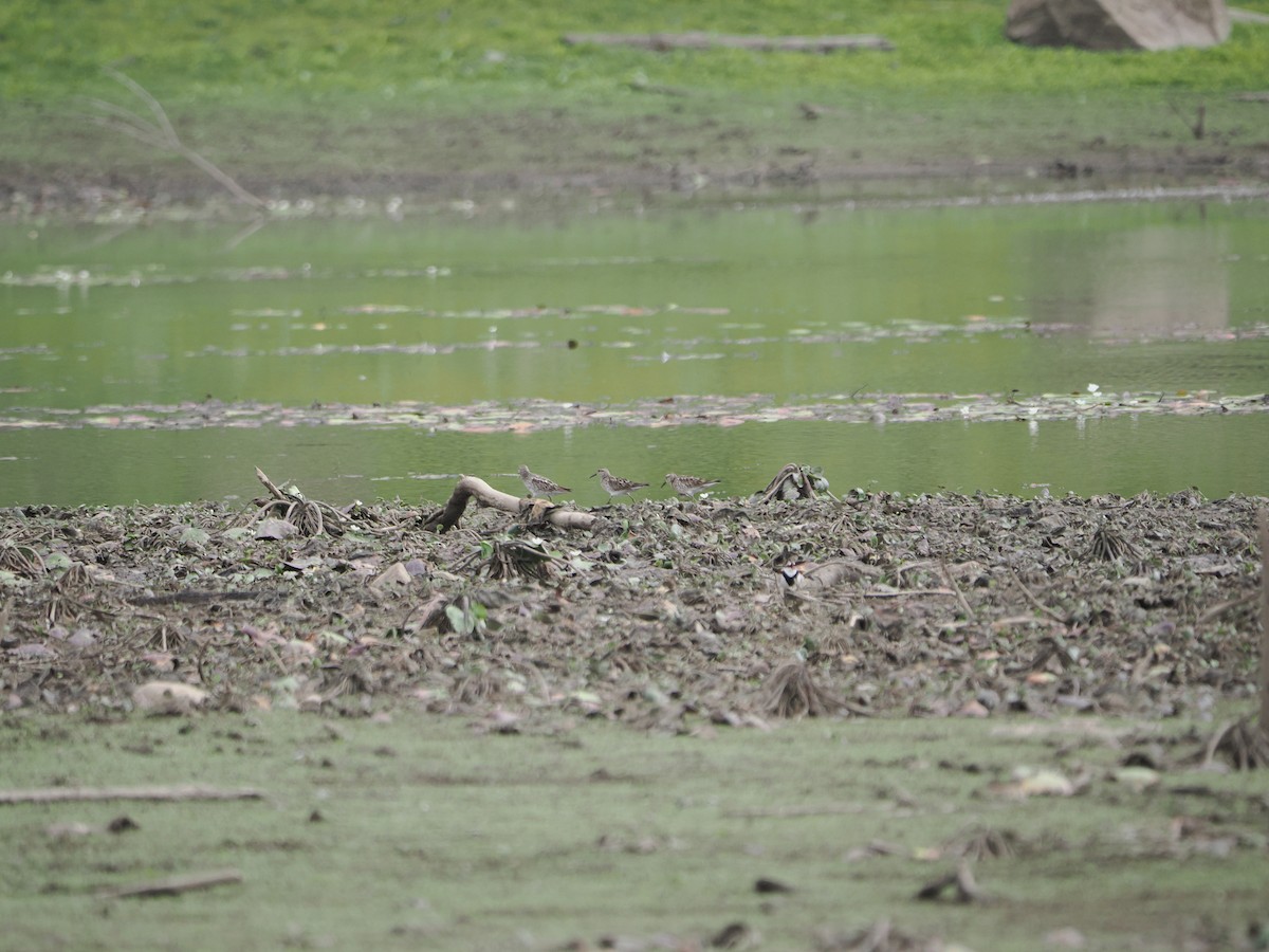 Sharp-tailed Sandpiper - ML608919806