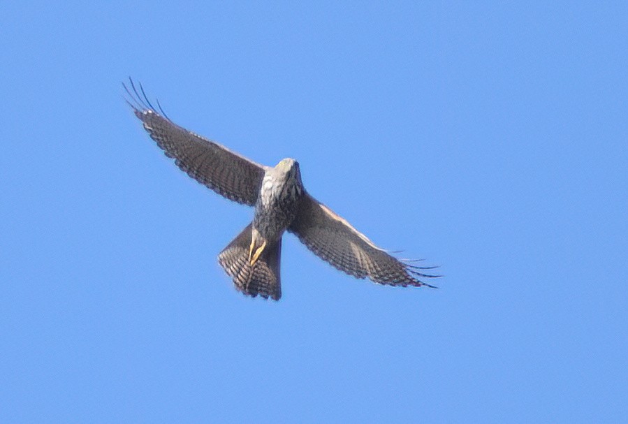 Brown Goshawk - ML608919814