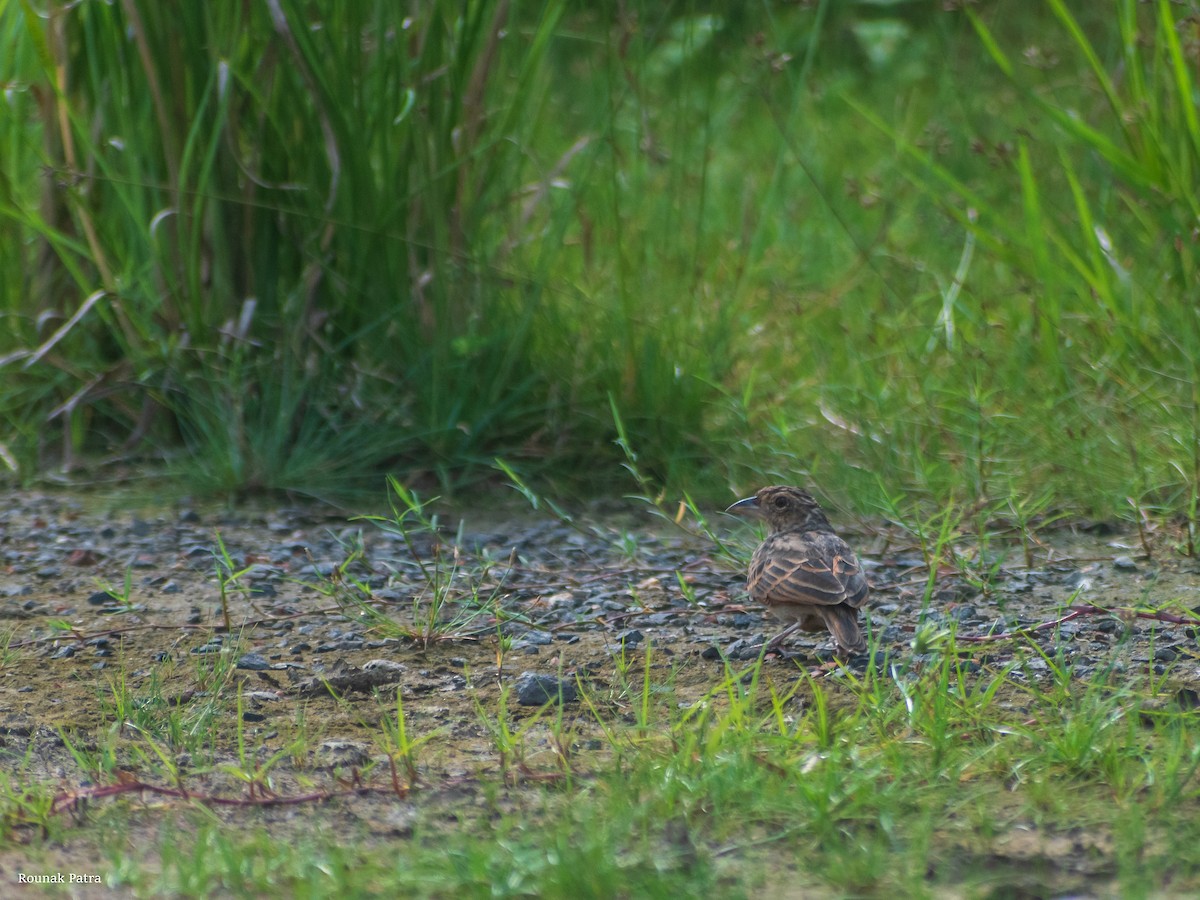 Bengal Bushlark - ML608919825