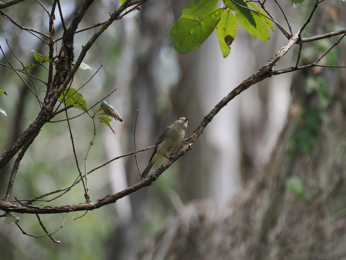 Golden Whistler - Tony Richards