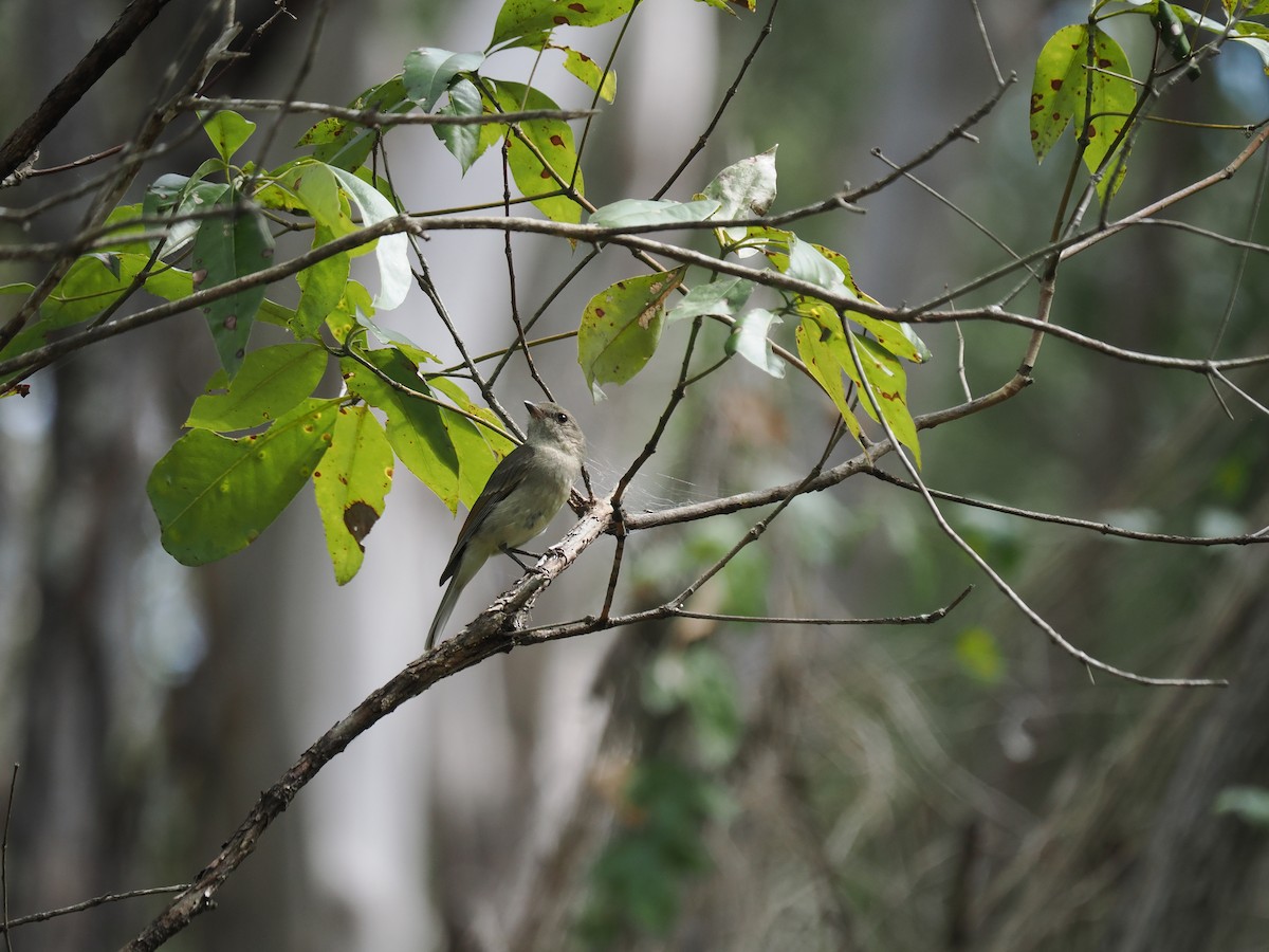 Golden Whistler - Tony Richards