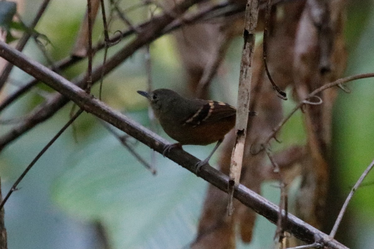 Rufous-bellied Antwren - ML608919887