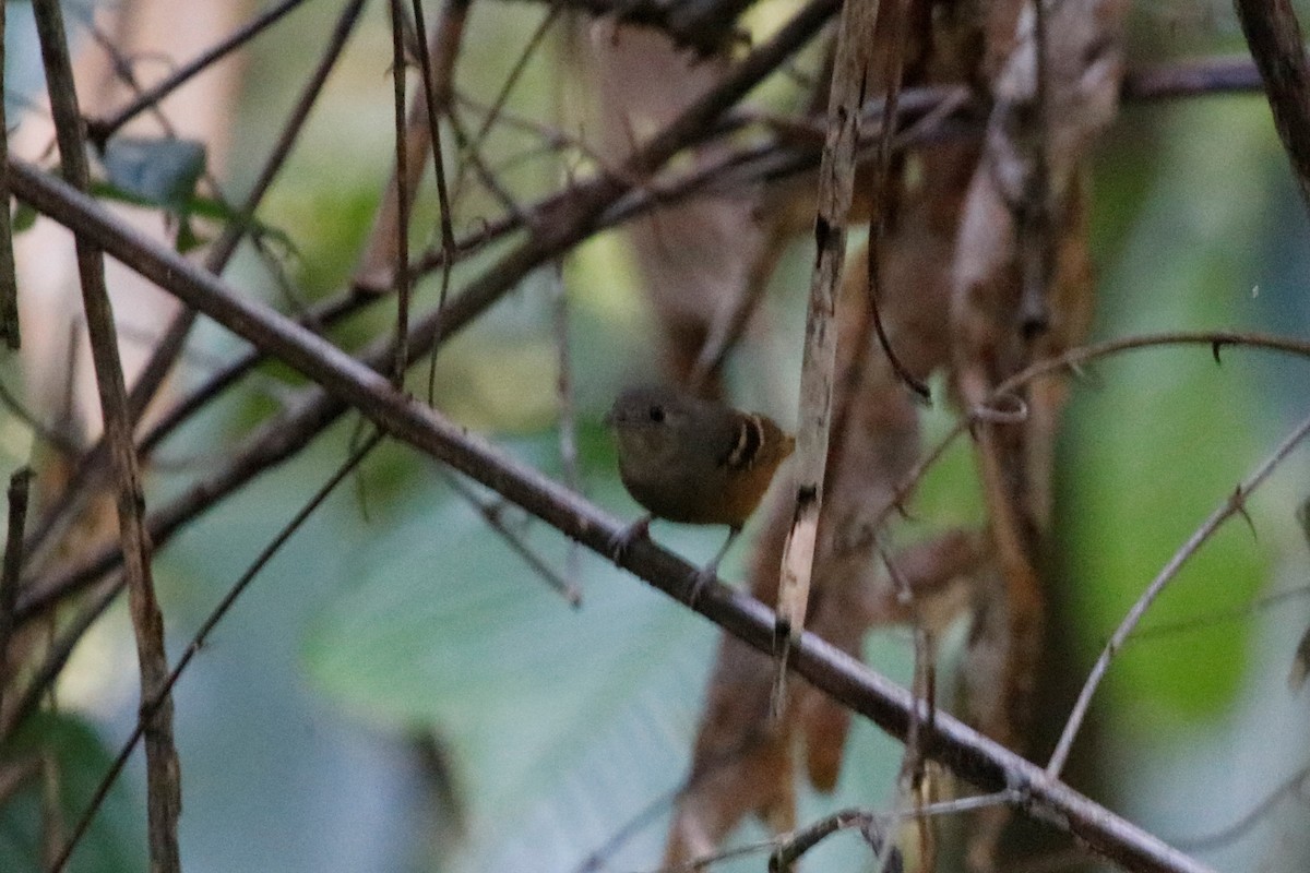 Rufous-bellied Antwren - ML608919889