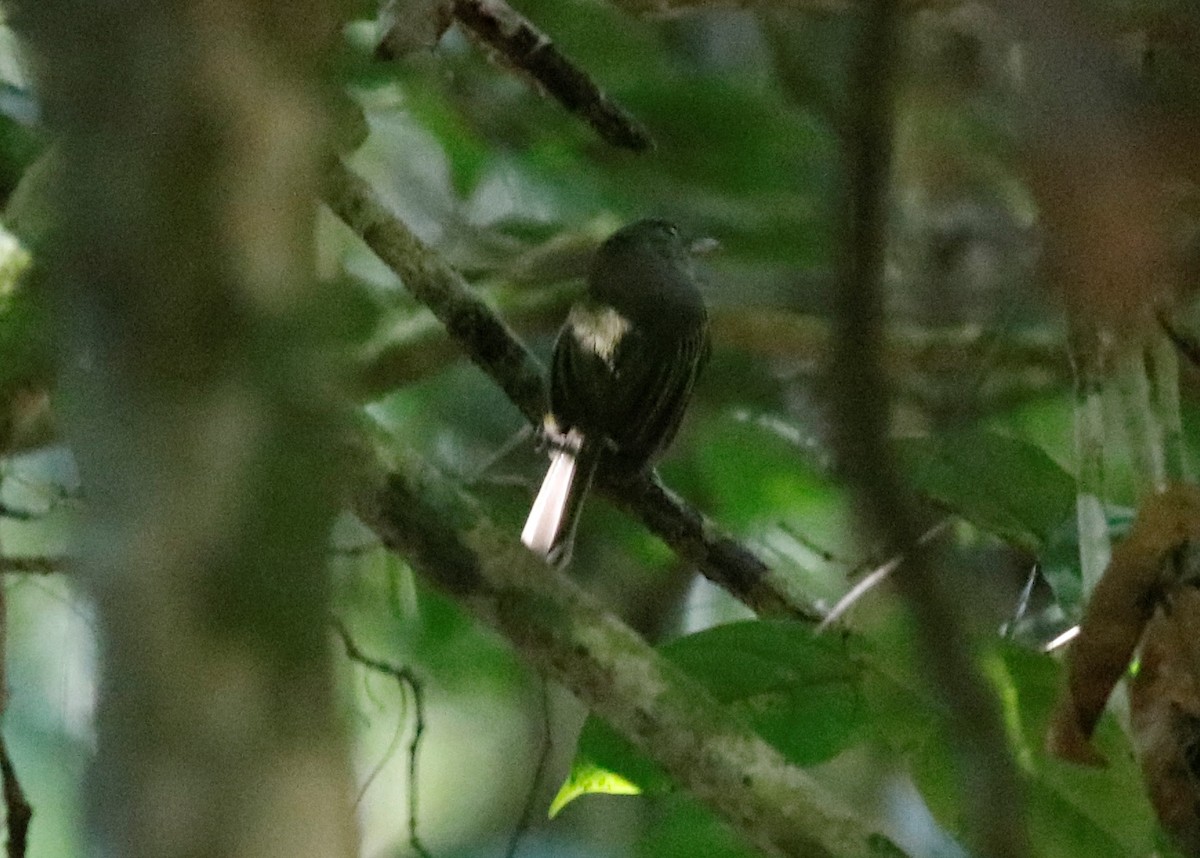 Eastern Olivaceous Flatbill - ML608919929
