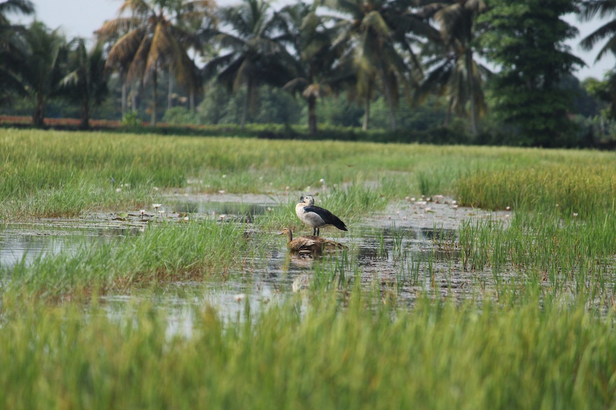 Knob-billed Duck - Vishnu TS