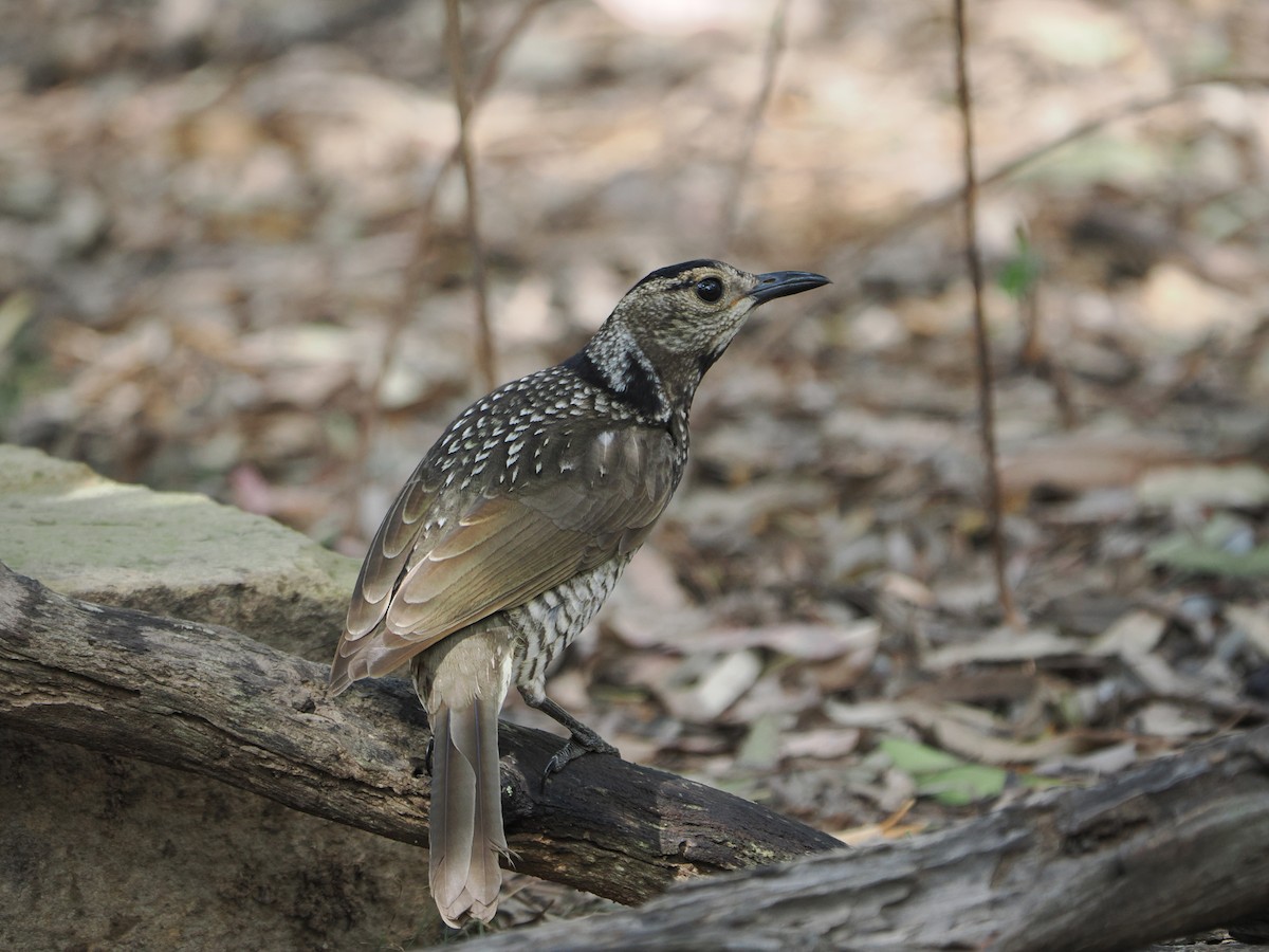 Regent Bowerbird - ML608920002