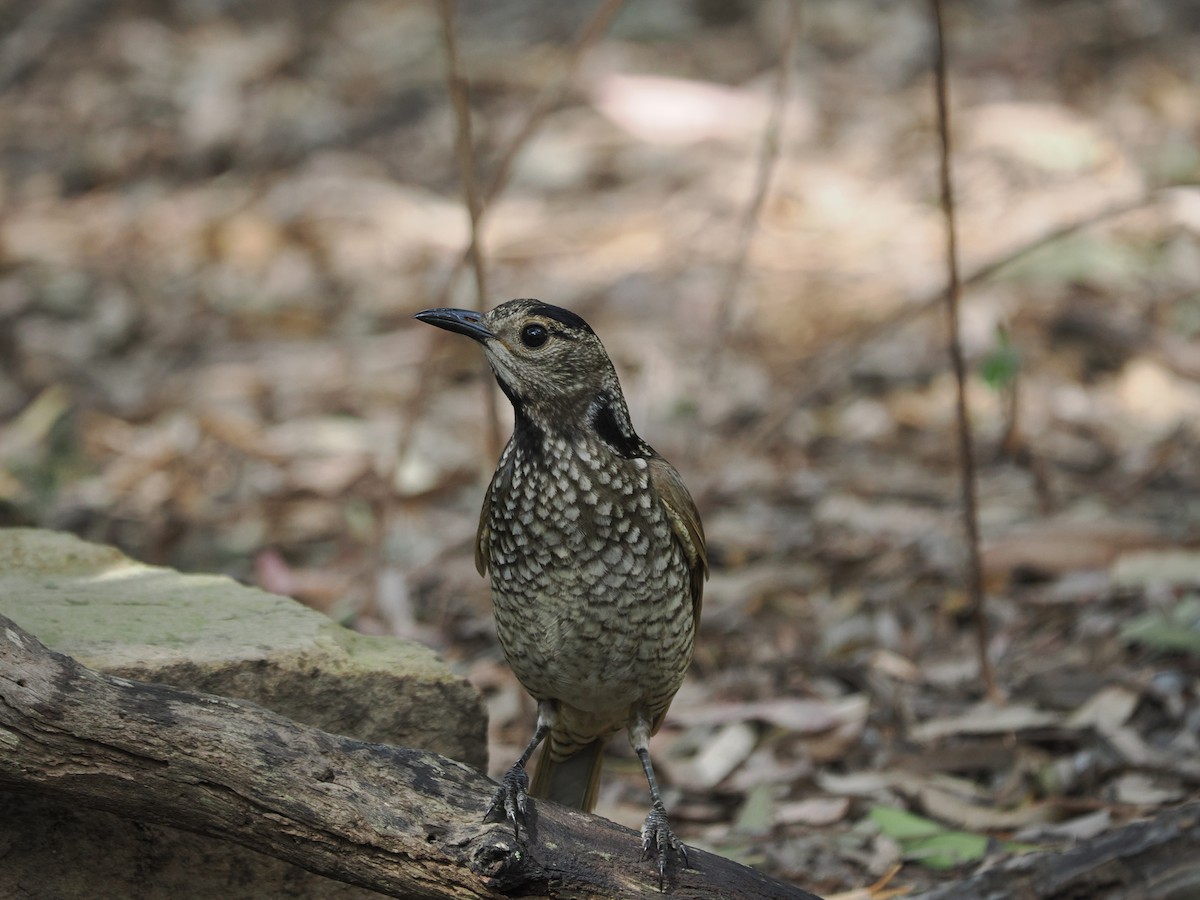 Regent Bowerbird - Tony Richards