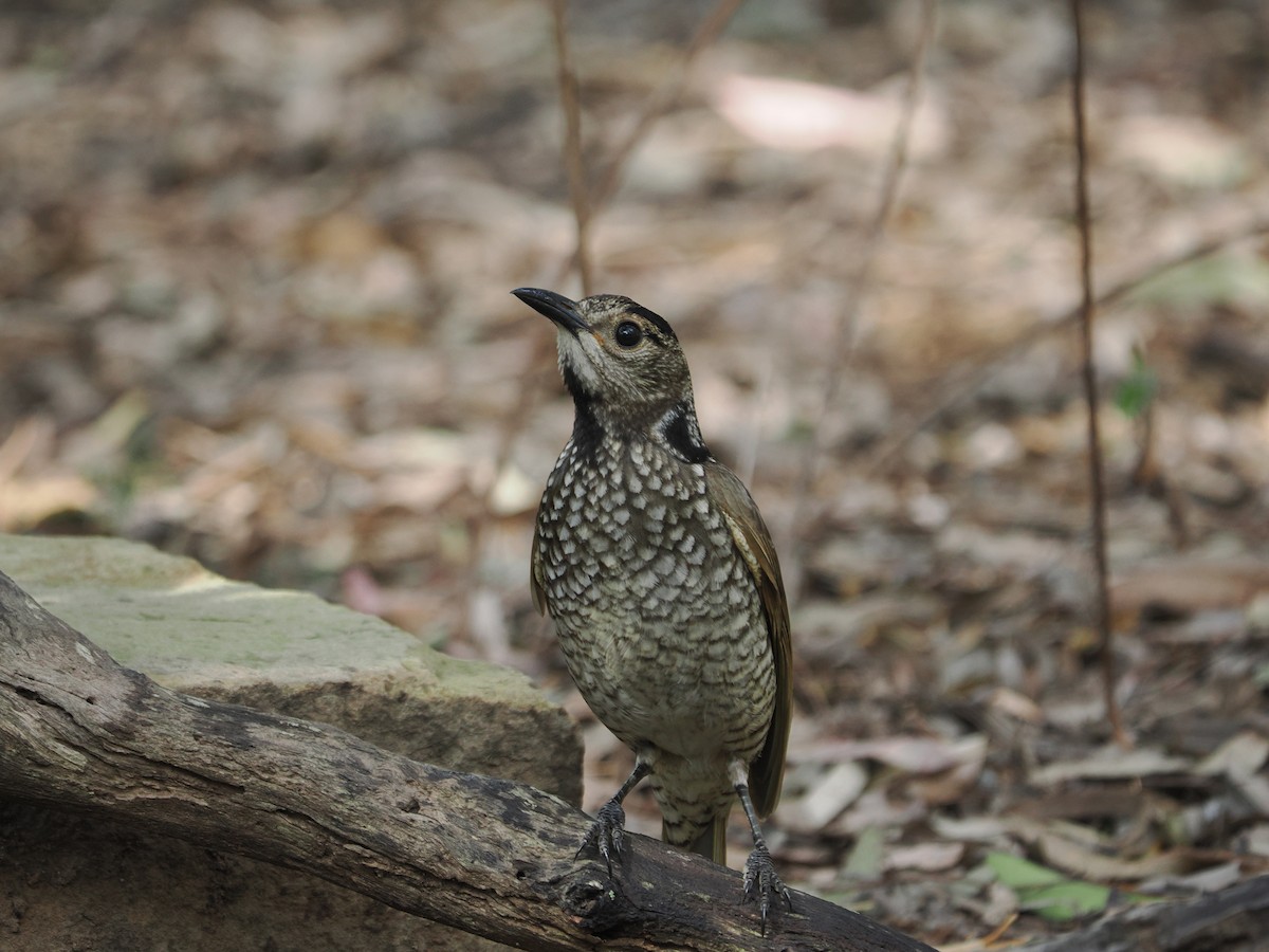 Regent Bowerbird - ML608920005