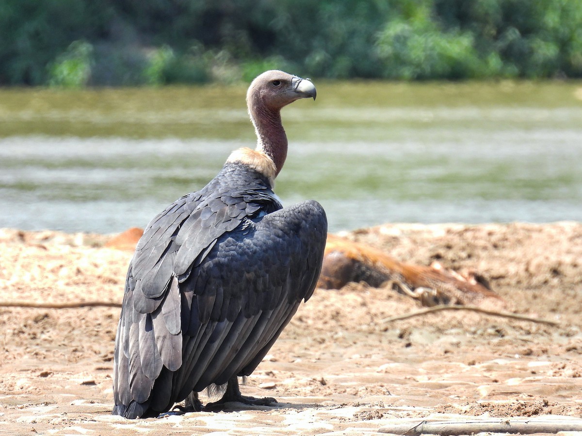 White-rumped Vulture - Dipayan Chakraborty