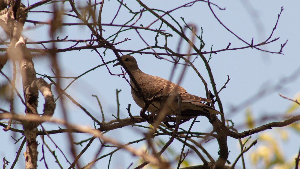 European Turtle-Dove - Samet Tekin