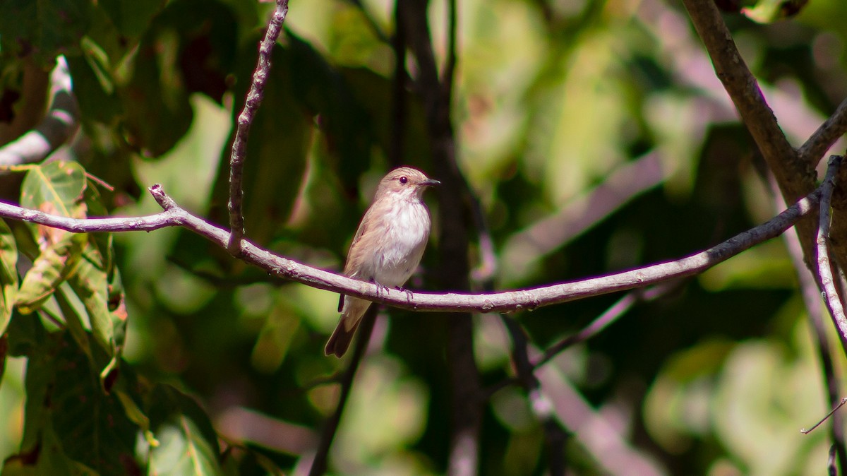 Spotted Flycatcher - ML608920083