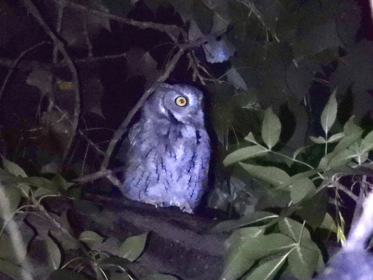 Eastern Screech-Owl - ML608920111