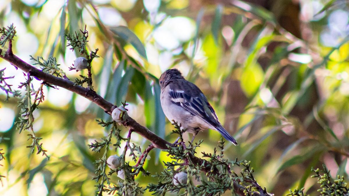 Common Chaffinch - ML608920119