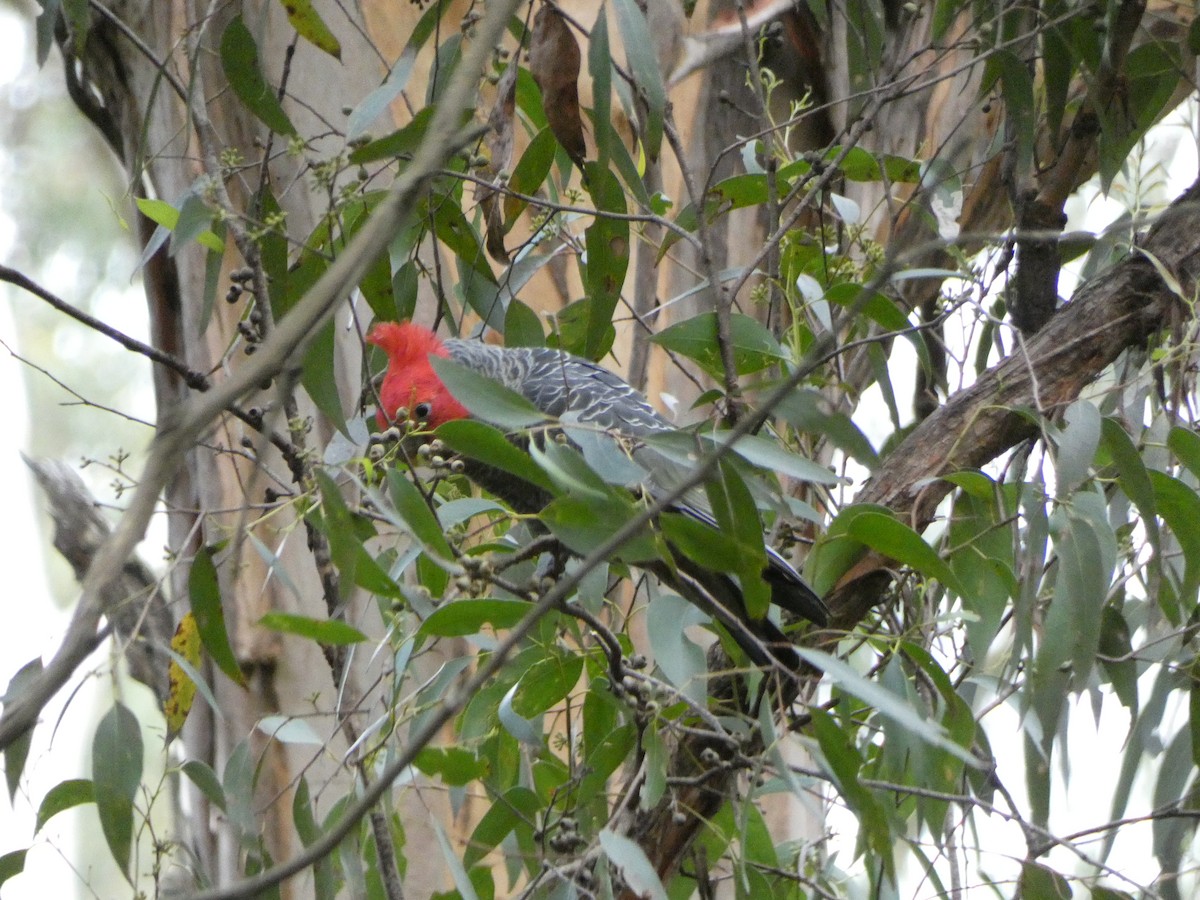 Gang-gang Cockatoo - ML608920176