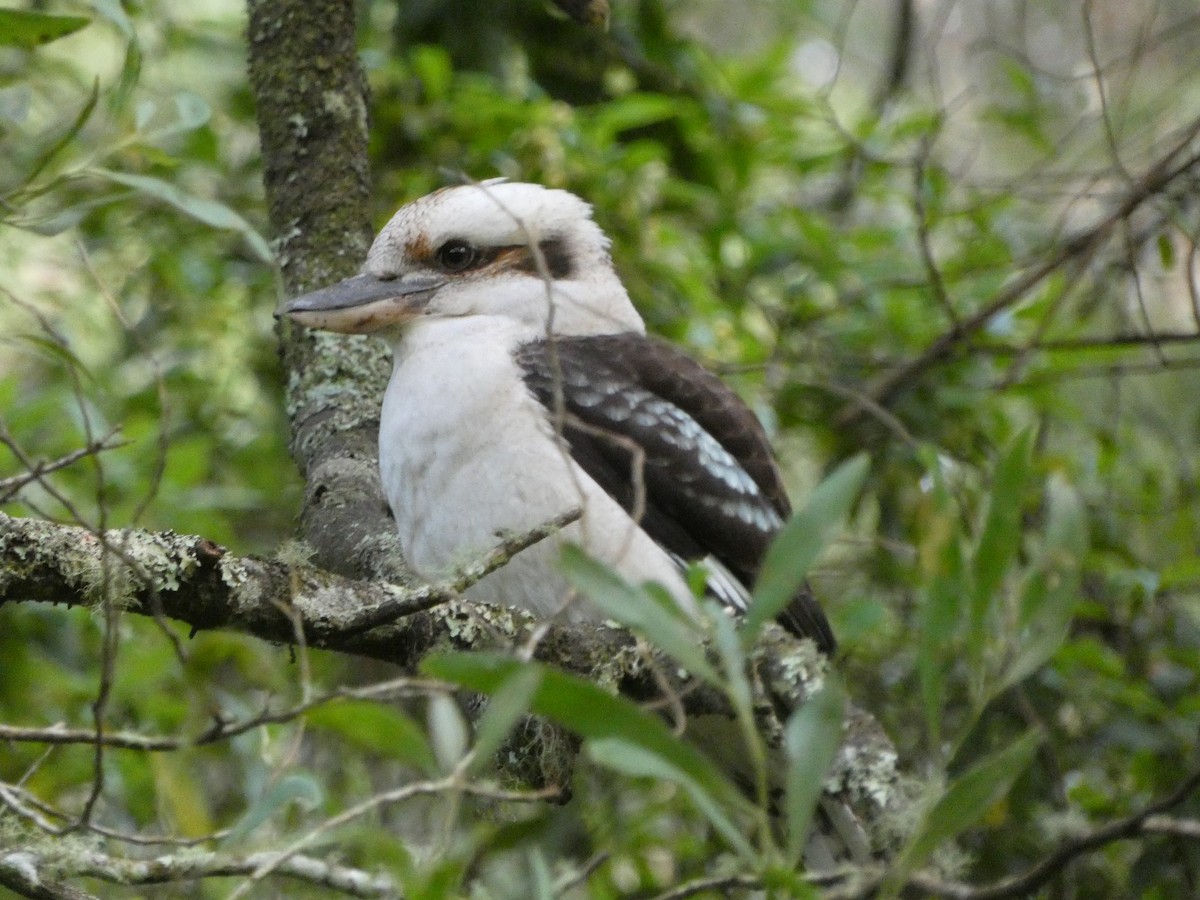 Laughing Kookaburra - ML608920178