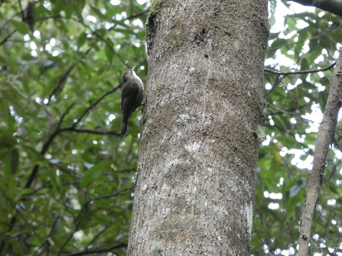 White-throated Treecreeper - ML608920181