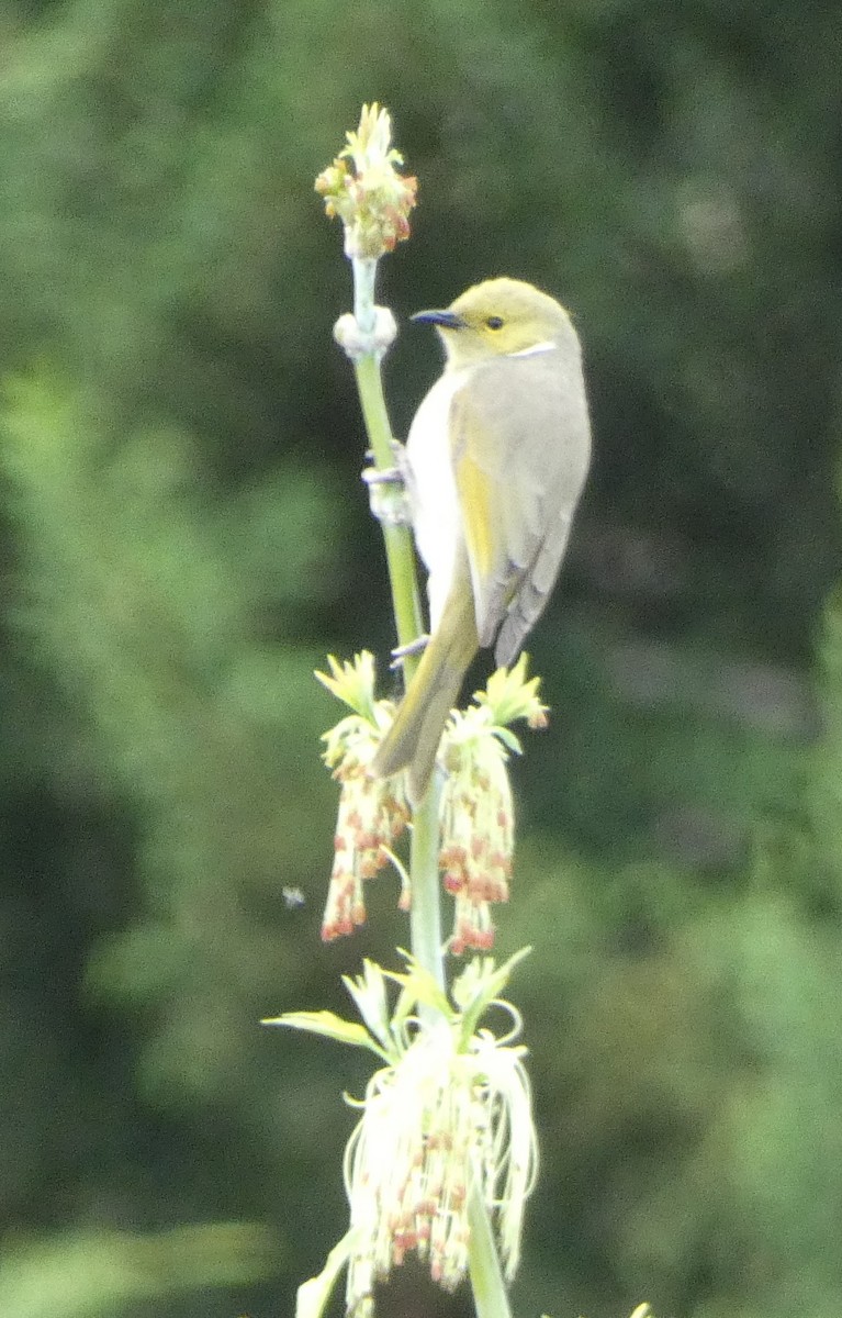 White-plumed Honeyeater - ML608920285