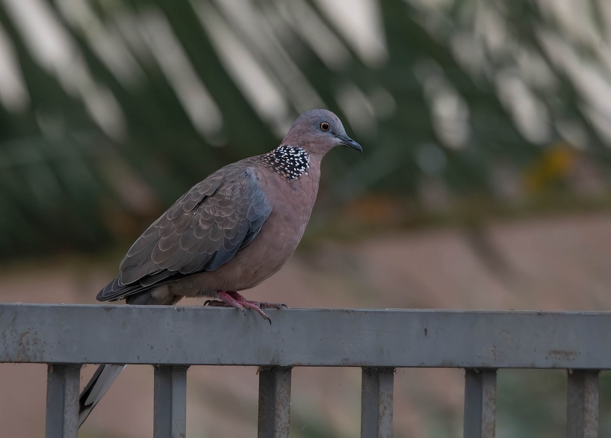 Spotted Dove - Henry Witsken