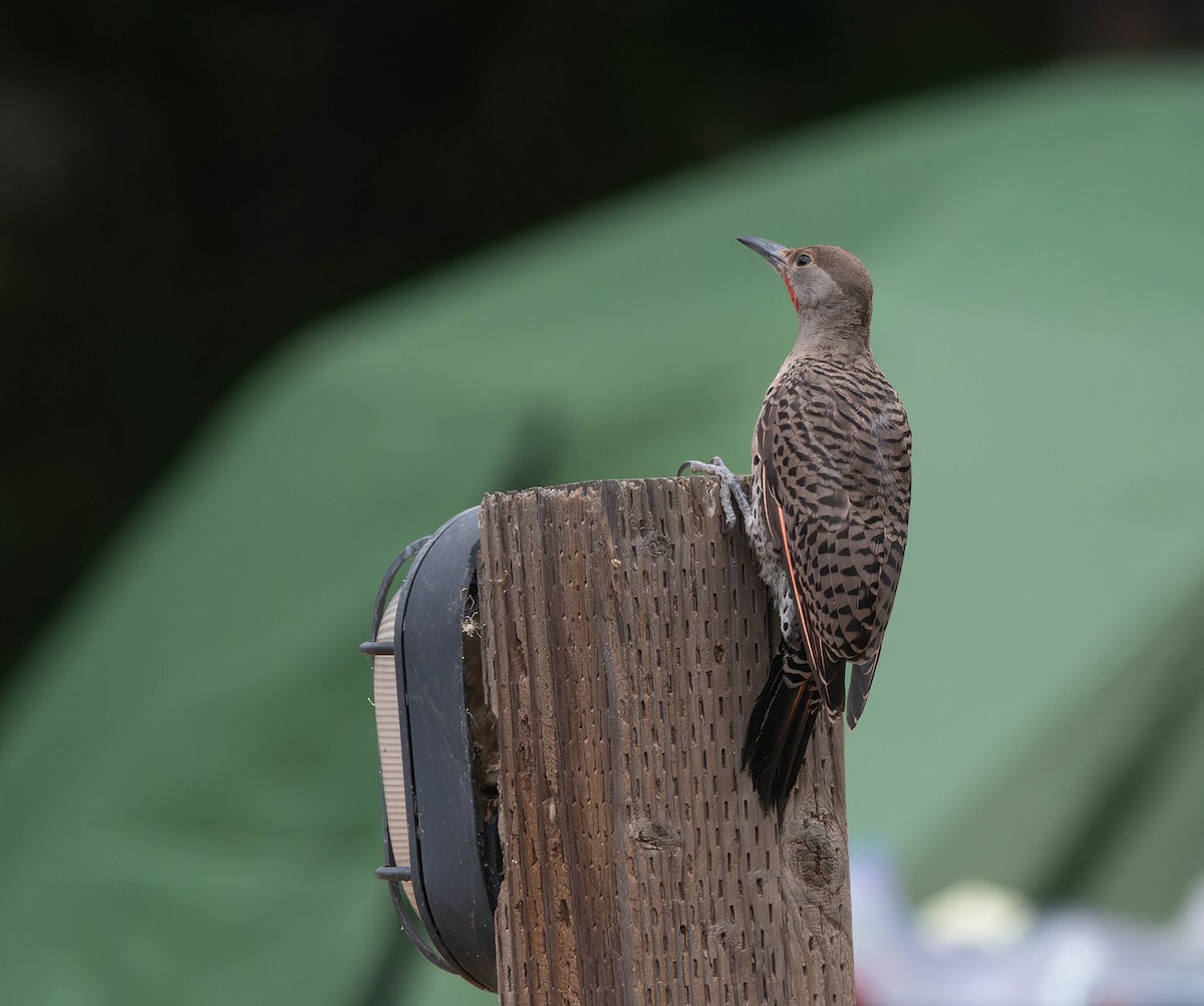 Northern Flicker - Henry Witsken