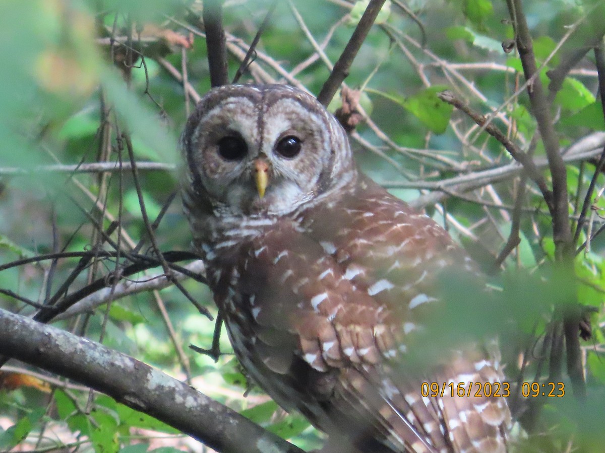 Barred Owl - kathy hart