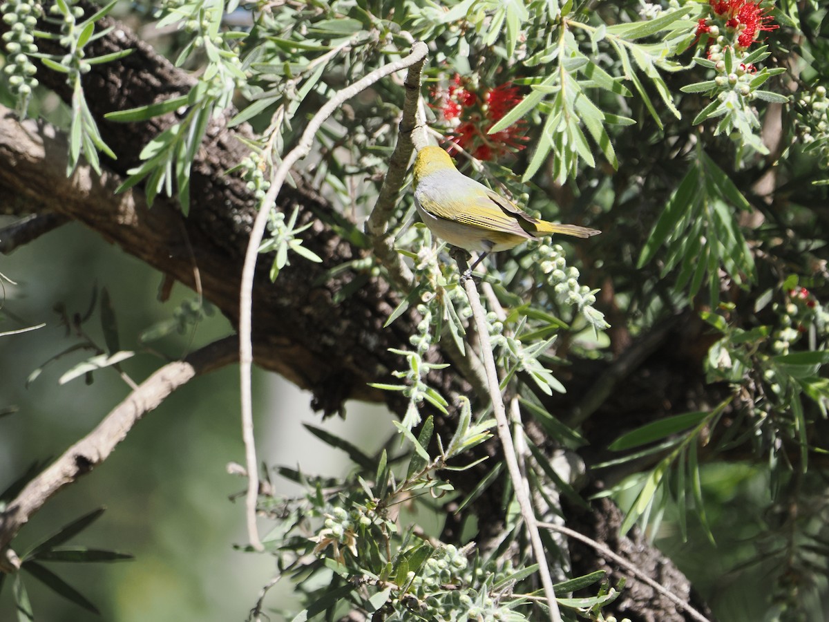 Silvereye - Tony Richards