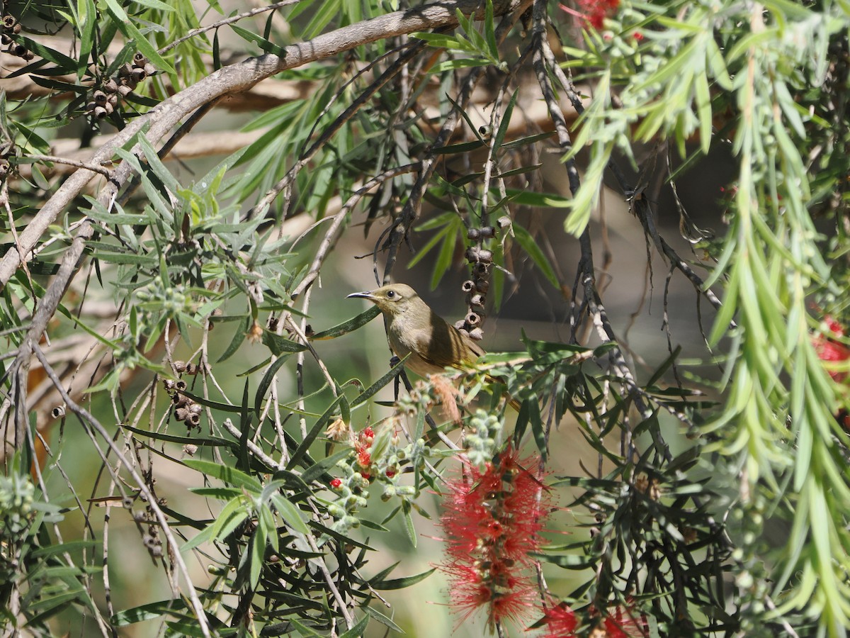 Brown Honeyeater - ML608920628