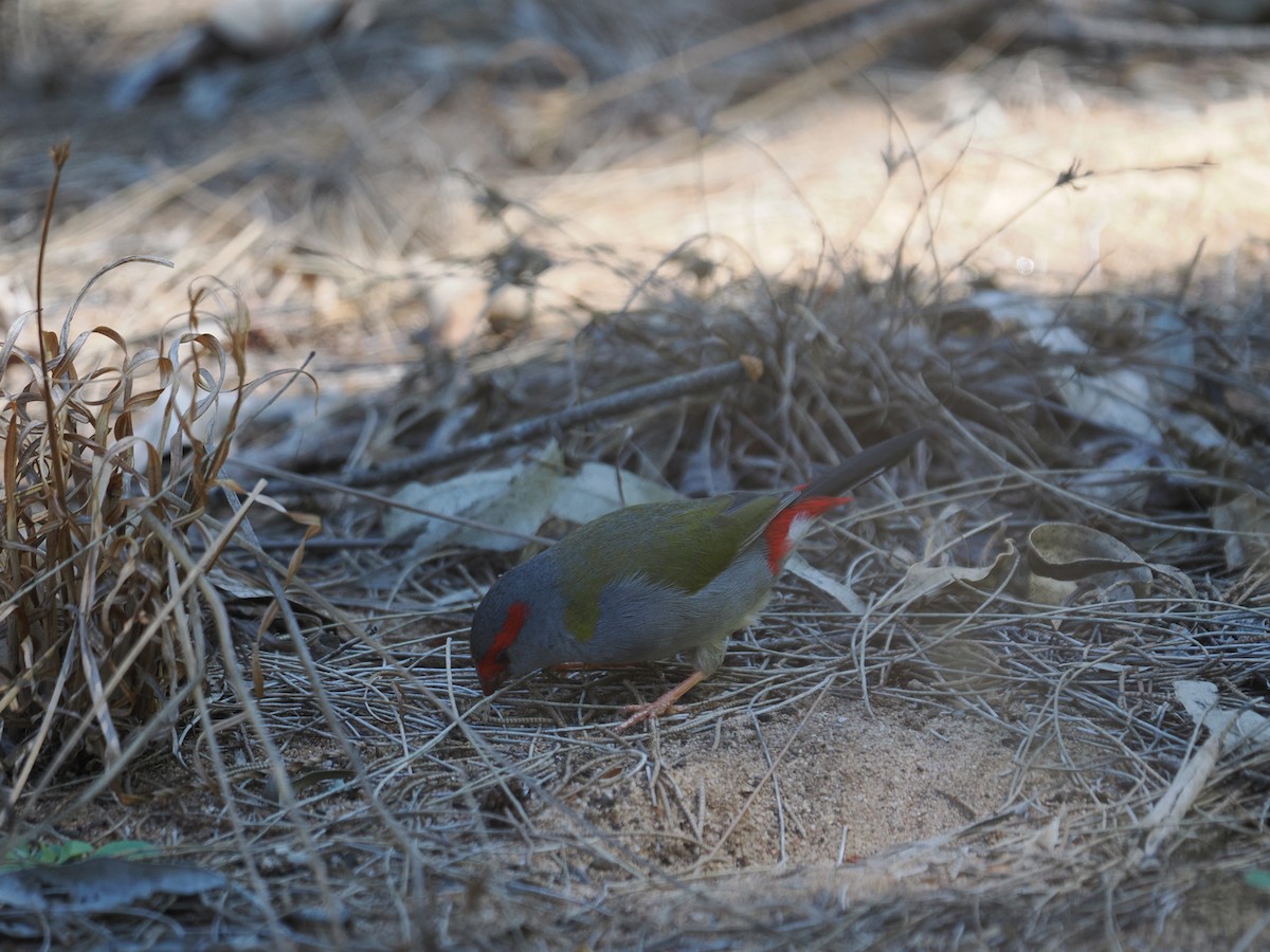 Red-browed Firetail - ML608920631