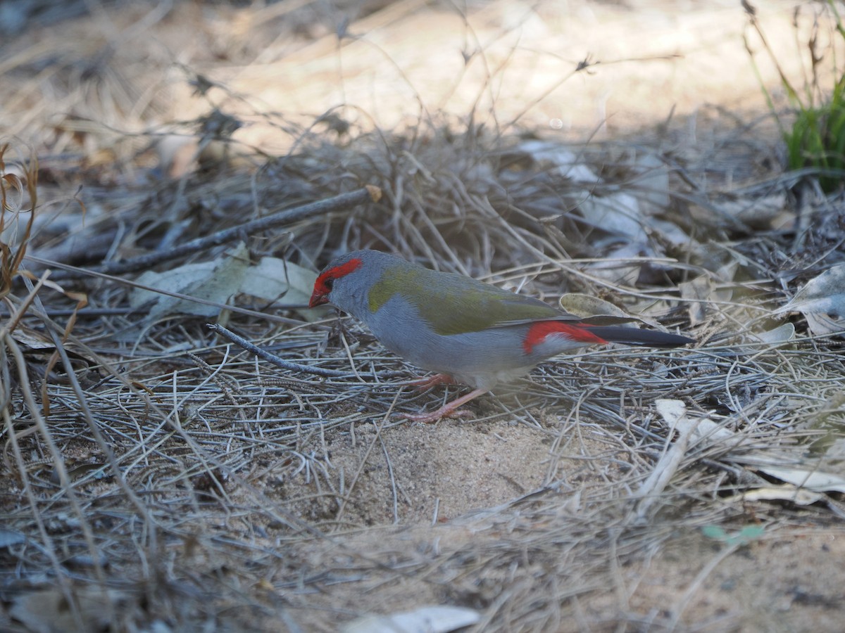 Red-browed Firetail - ML608920632