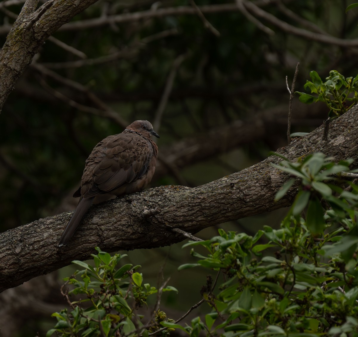 Spotted Dove - ML608920633
