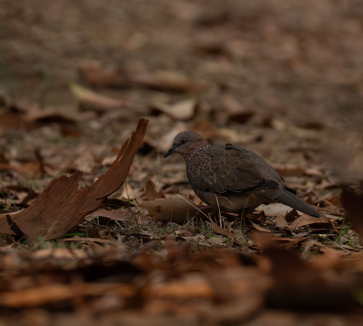 Spotted Dove - ML608920634