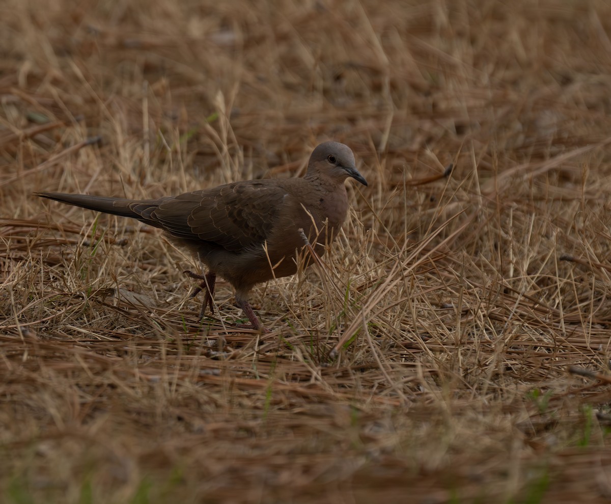 Spotted Dove - ML608920635