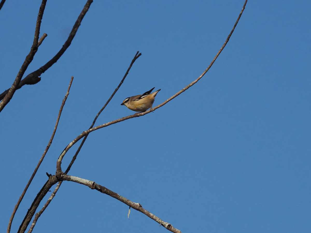 Striated Pardalote - ML608920673