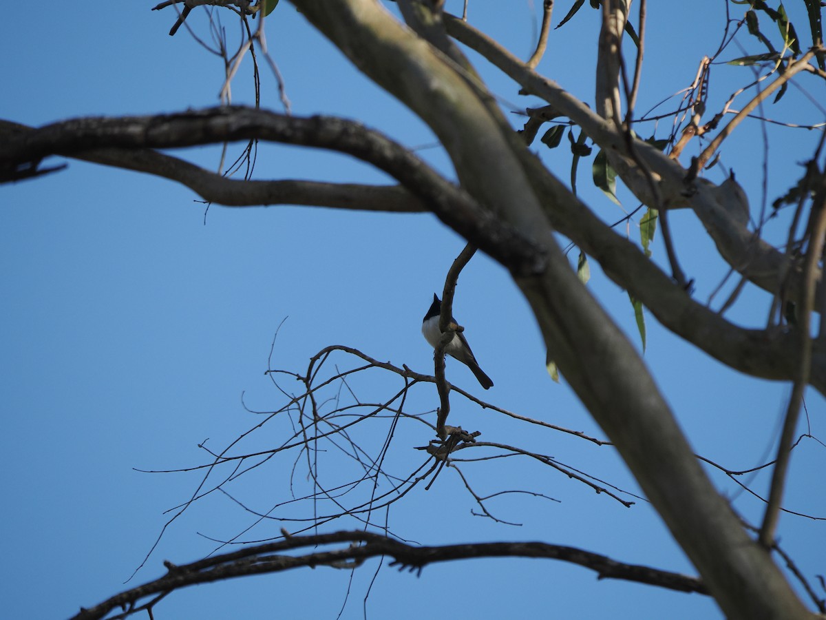 Leaden Flycatcher - ML608920678