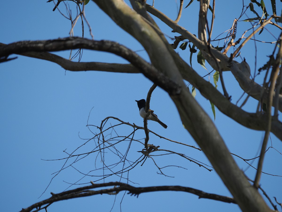 Leaden Flycatcher - ML608920679