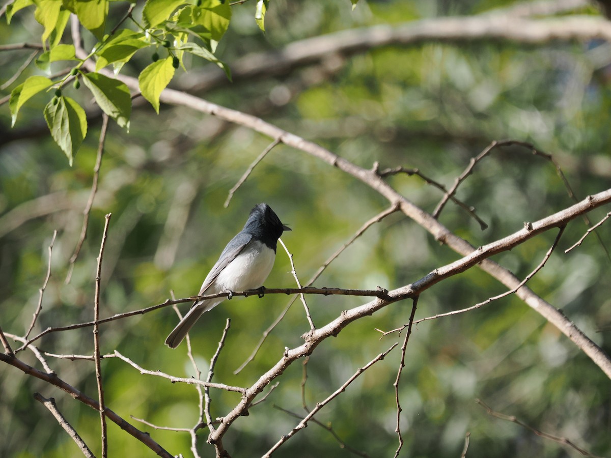 Leaden Flycatcher - ML608920680