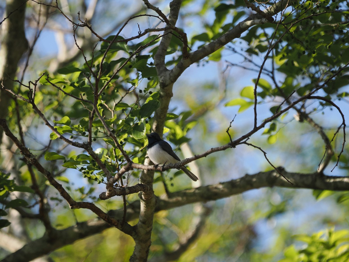 Leaden Flycatcher - ML608920681