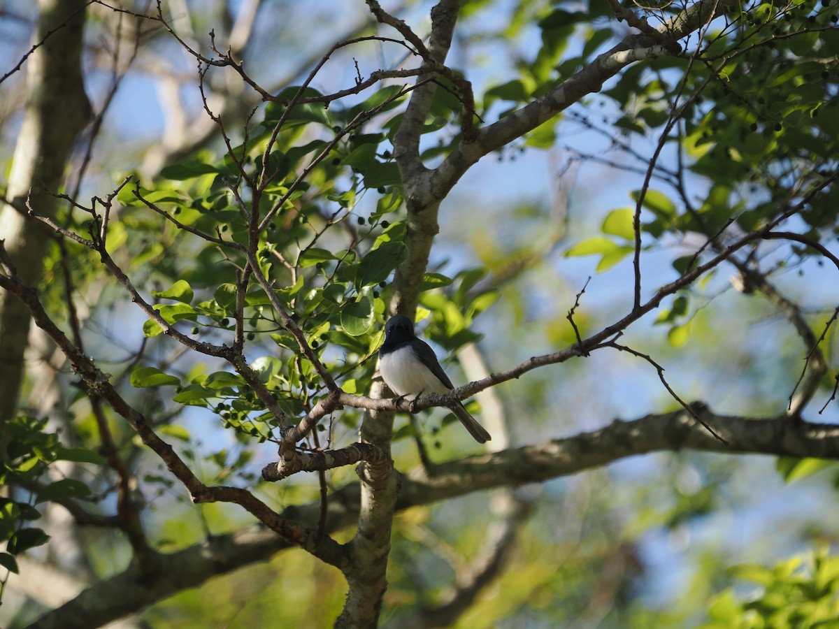 Leaden Flycatcher - ML608920682