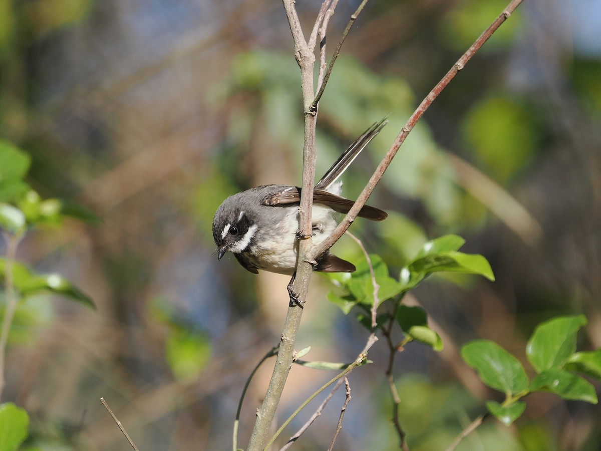 Gray Fantail - ML608920687