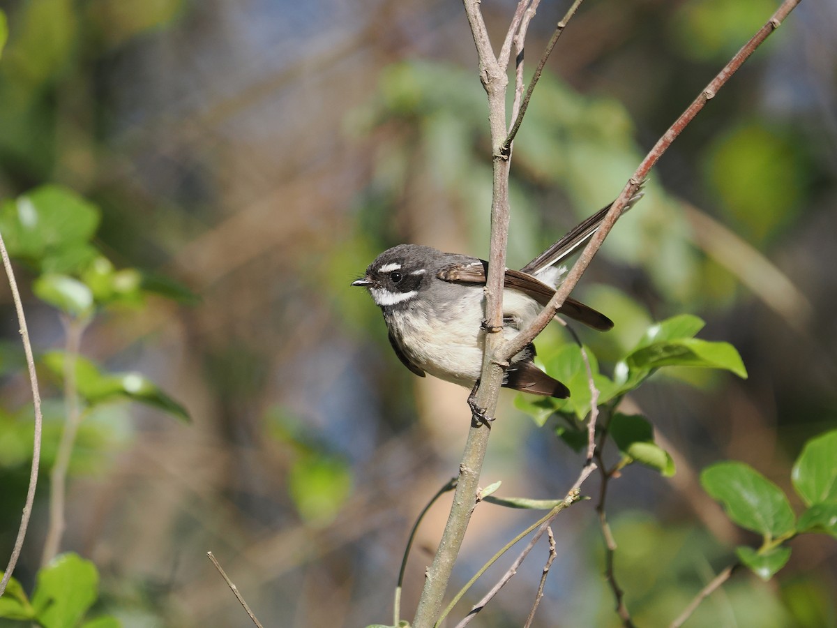 Gray Fantail - ML608920689