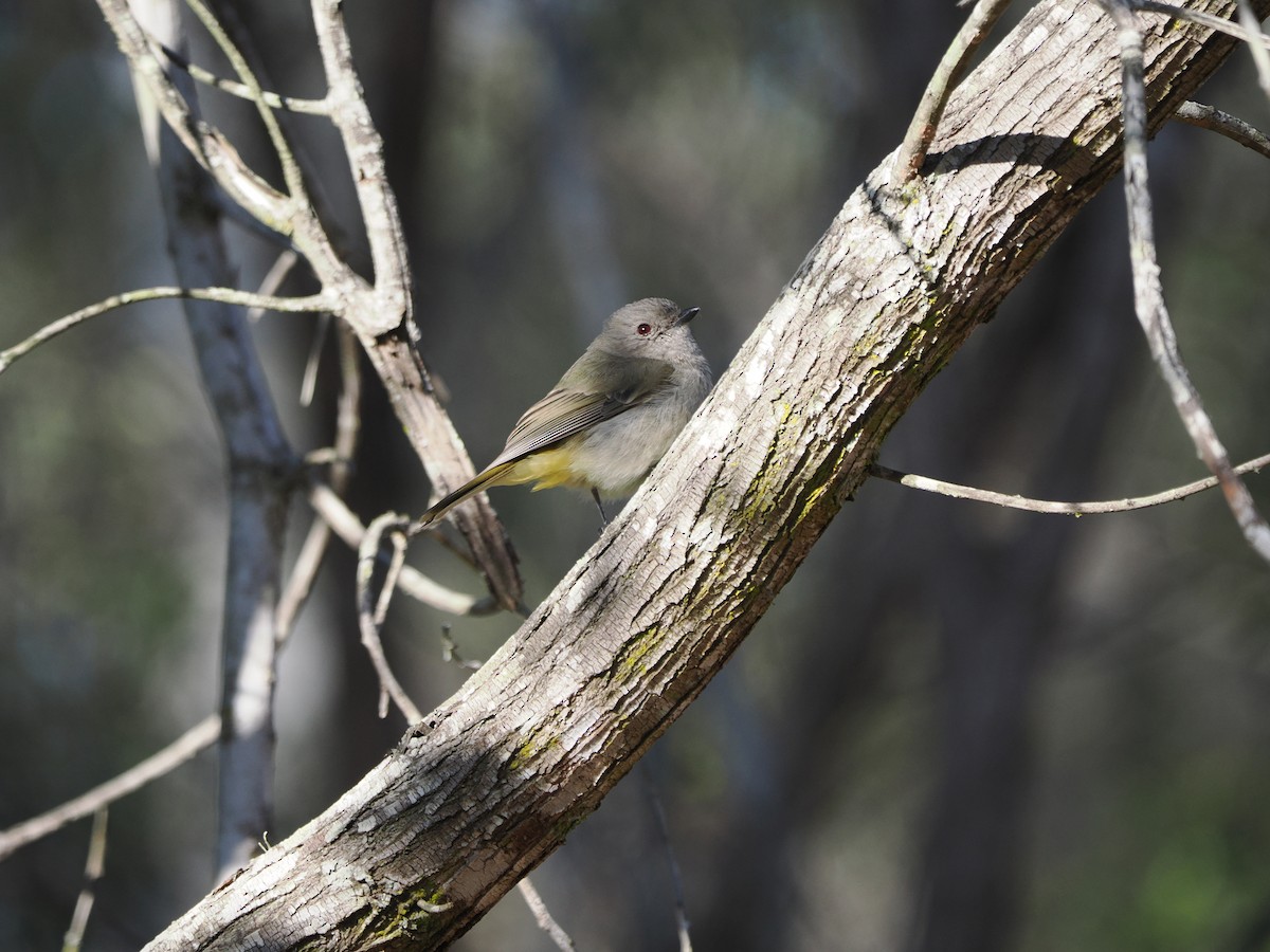 Golden Whistler - ML608920701