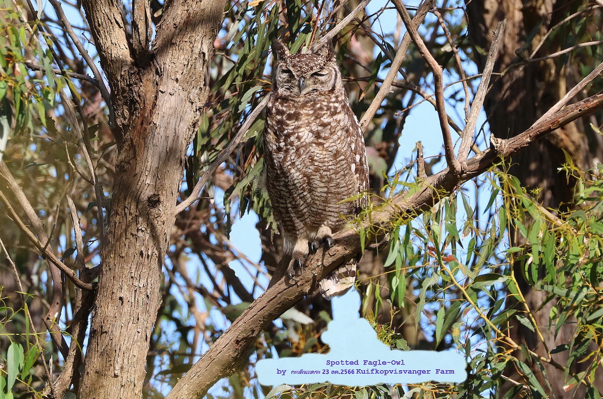 Spotted Eagle-Owl - Argrit Boonsanguan
