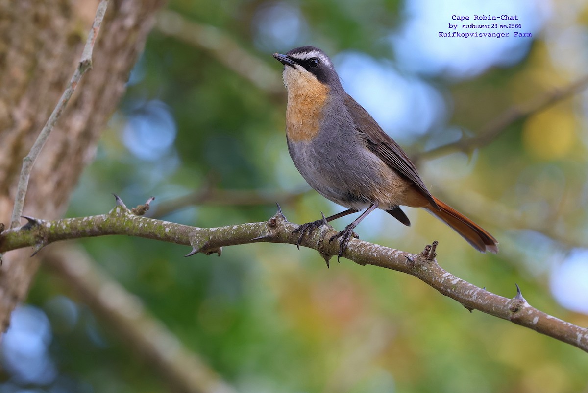 Cape Robin-Chat - Argrit Boonsanguan