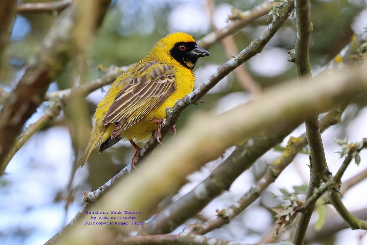 Southern Masked-Weaver - Argrit Boonsanguan