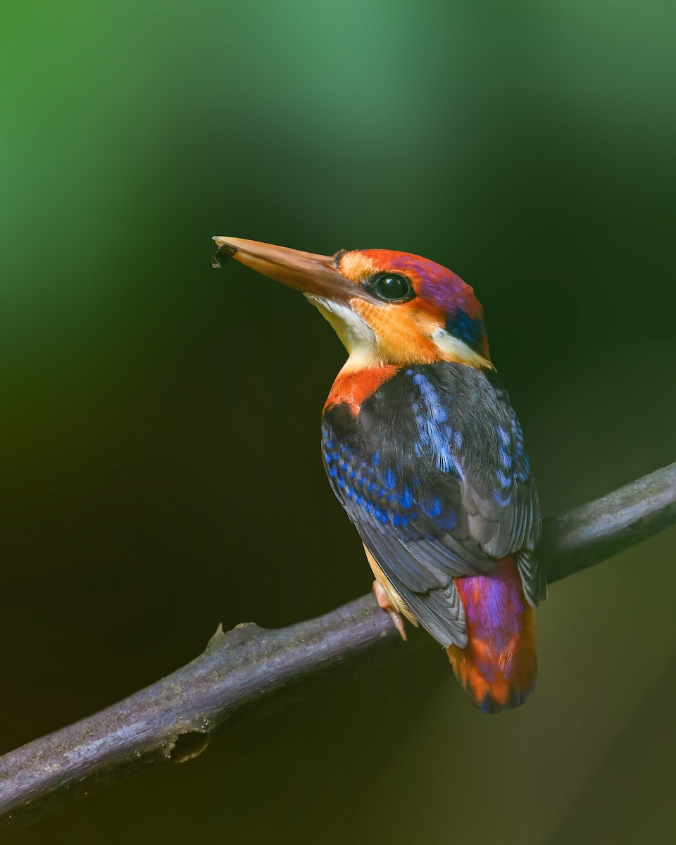 Black-backed Dwarf-Kingfisher - Amitava Ganguly