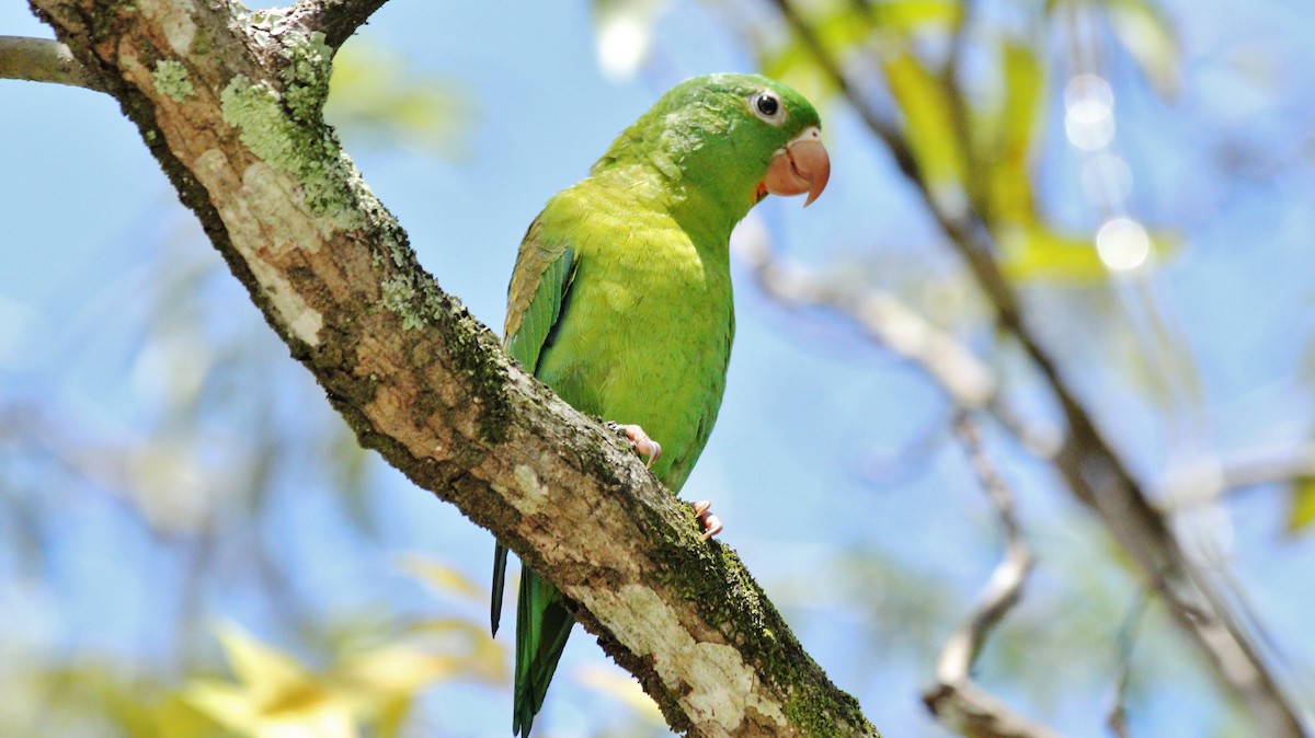 Orange-chinned Parakeet - ML608920737