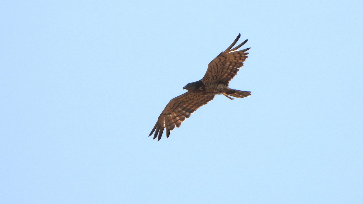 Short-toed Snake-Eagle - ML608920837