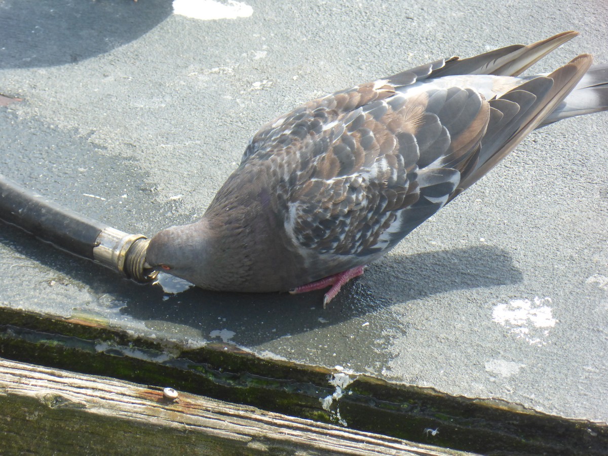 Rock Pigeon (Feral Pigeon) - ML608920841
