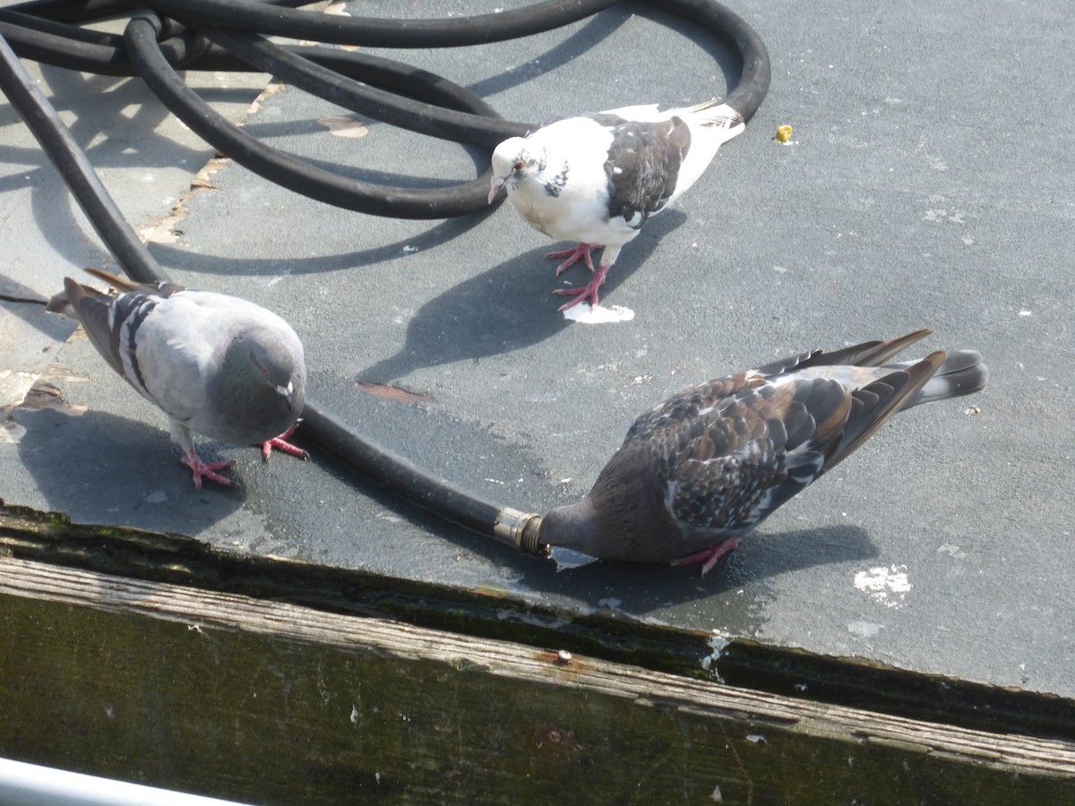 Rock Pigeon (Feral Pigeon) - ML608920842