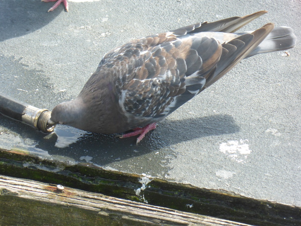 Rock Pigeon (Feral Pigeon) - ML608920843