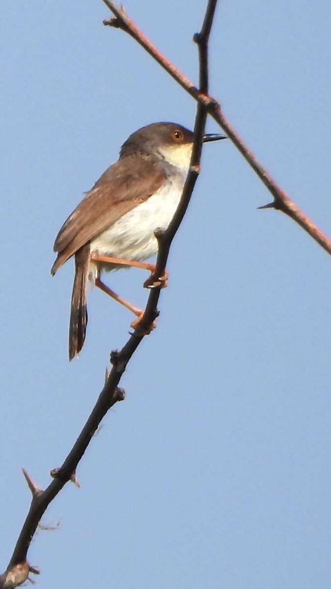 Gray-breasted Prinia - ML608920847